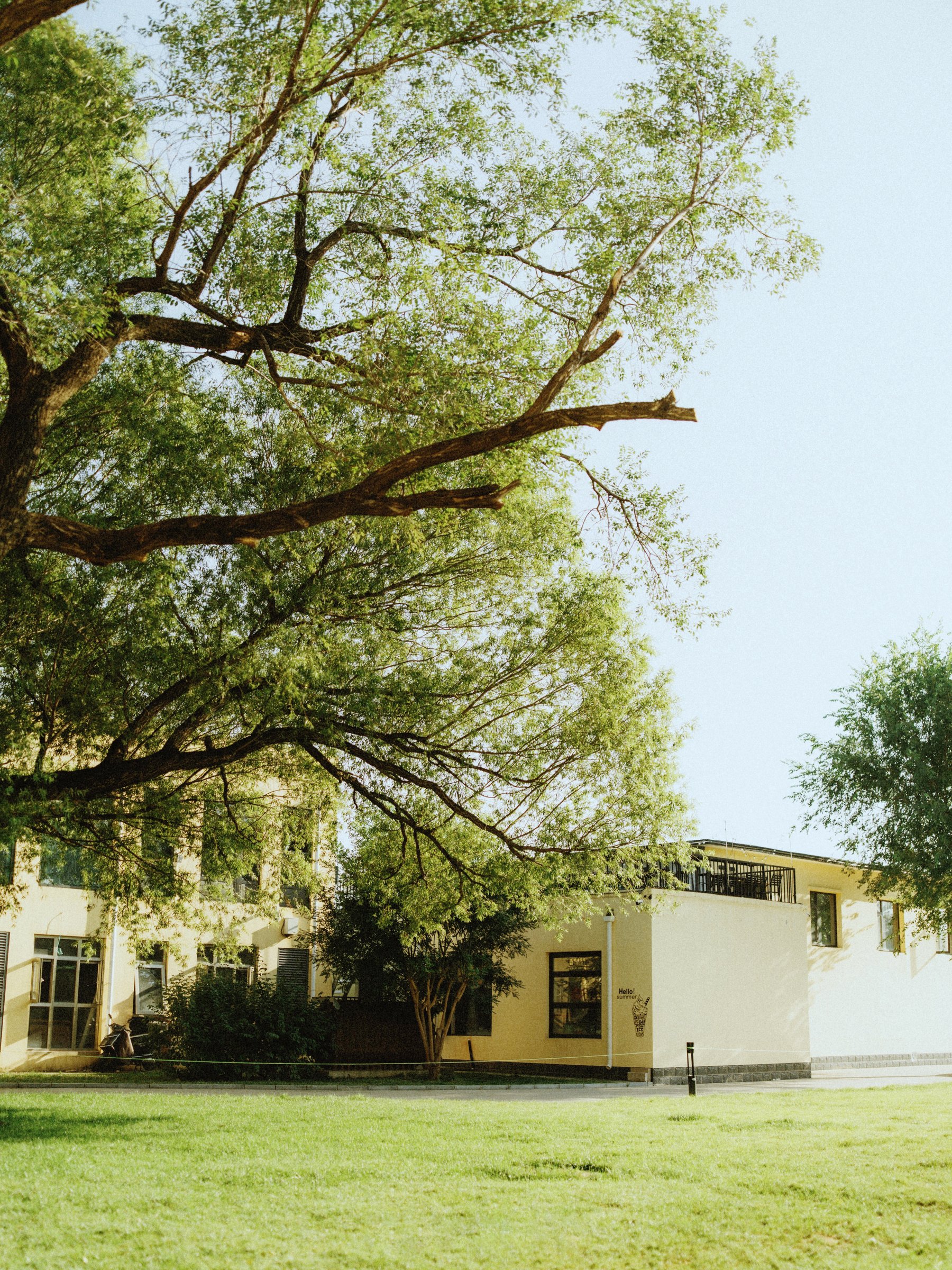 Sunlit tree and lawn beside a building in bright daylight